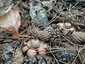 Hármas csillaggomba (Geastrum michelianum), Budai-hegység